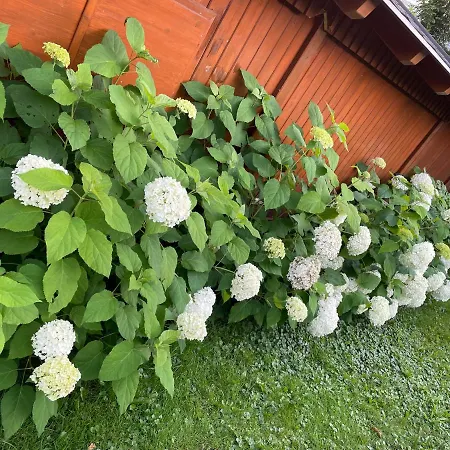 Zopf Bad Mitterndorf