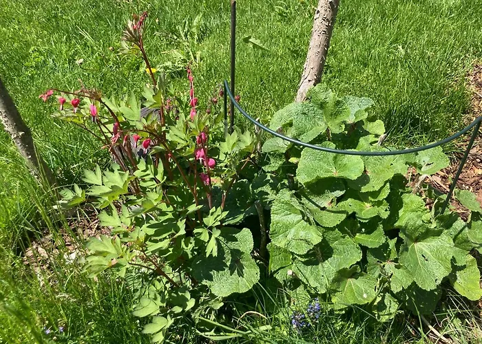 Zopf באד מיטרנדורף